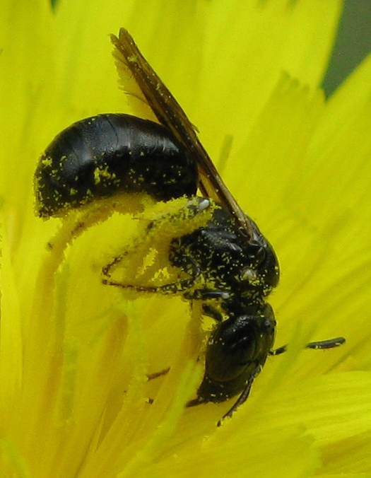 Ceratina cucurbitina